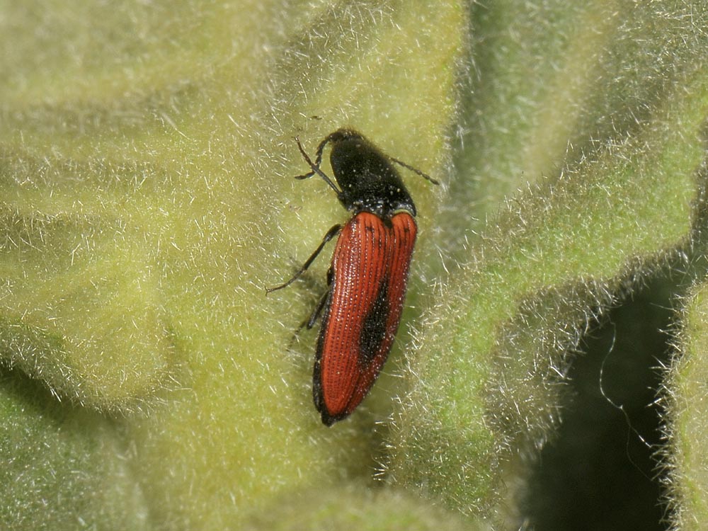 Ampedus sanguinolentus? (Elateridae)